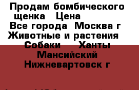 Продам бомбического щенка › Цена ­ 30 000 - Все города, Москва г. Животные и растения » Собаки   . Ханты-Мансийский,Нижневартовск г.